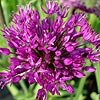  - ALLIUM HOLLANDICUM 'PURPLE SENSATION'