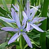  - CAMASSIA LEICHTLINII ssp. LEICHTLINII 'ELECTRA'