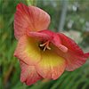 , ,  BA13 4EG – Gladiolus David Hills