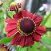  – Helenium ‘Red Jewel’